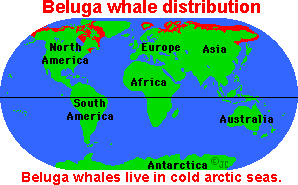 Belugadist.gif (4902 bytes)